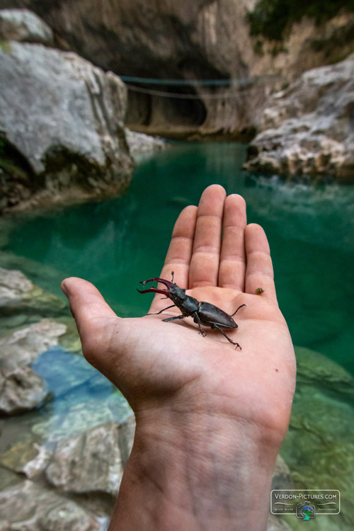 photo lucane cerf volant canyon verdon